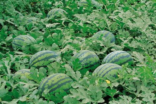 718娱乐吃瓜官网入口